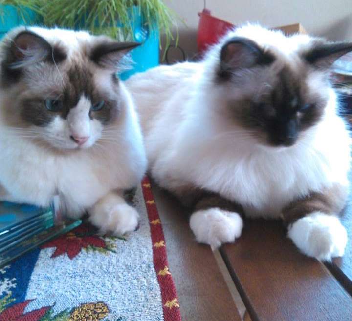 Ragdolls